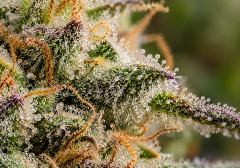 Trichomes du cannabis sur une fleur femelle en macrophotographie
