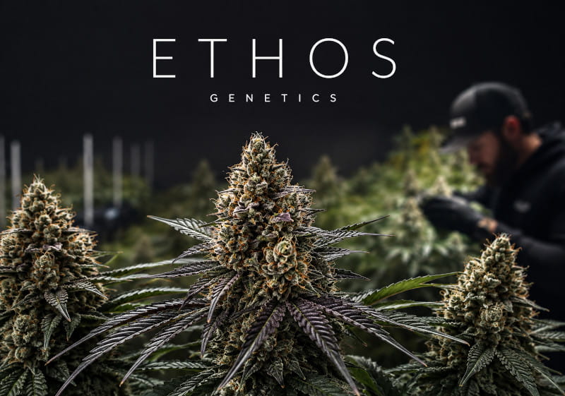 Ethos Genetics – US-Breeder und Cannabis-Genetik