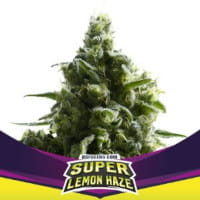 Super Lemon Haze - SLH by Bigger Stronger Faster - BSF Seeds