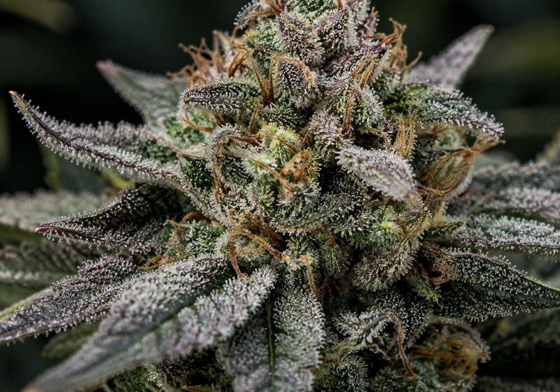 THCA in Cannabisblüten und Trichomen