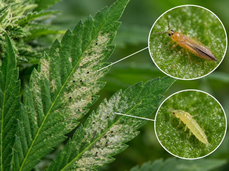 Thrips on cannabis – damage pattern with silvery spots and black fecal dots