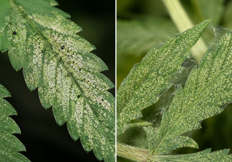 Thrips or spider mites on cannabis – comparison of damage patterns