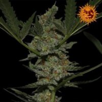 Acapulco Gold: variedad de cannabis apreciada en todo el mundo desde hace décadas 