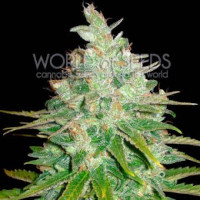 Afghan Kush Black Domina - World of Seeds