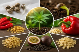 How to successfully germinate old seeds