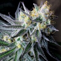 Amnesia Fast – eine der schnellsten Early-Sativas – Cannapot Seeds