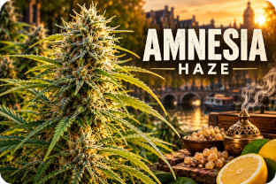 Amnesia Haze: la legendaria sativa