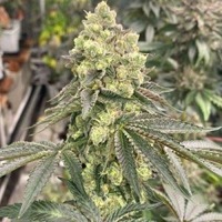 Apple B - la variété féminisée parfaite de Karma Genetics - Canna Wiki