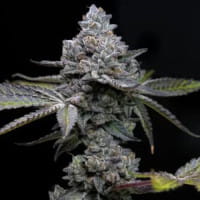 Apple Fritter – diese Sorte ist genau das Richtige für Liebhaber von Apfel-Cannabis
