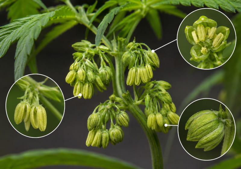Männliche Cannabisblüte mit Pollensäcken und Antheren