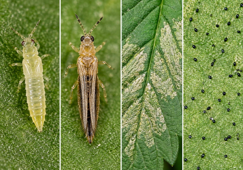 Appearance of thrips and larvae on cannabis