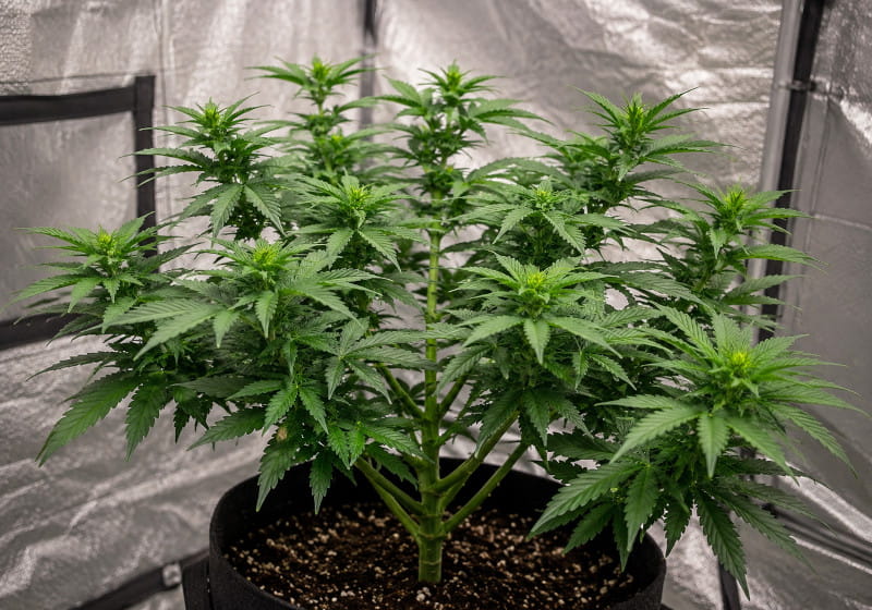 Plante mère de cannabis taillée avec de nombreuses pousses latérales vigoureuses