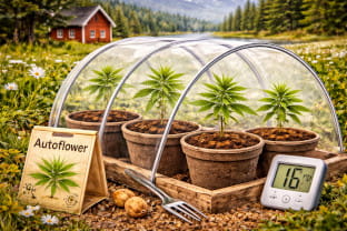 besten Autoflower-Samen für Nordeuropa im Jahr 2026
