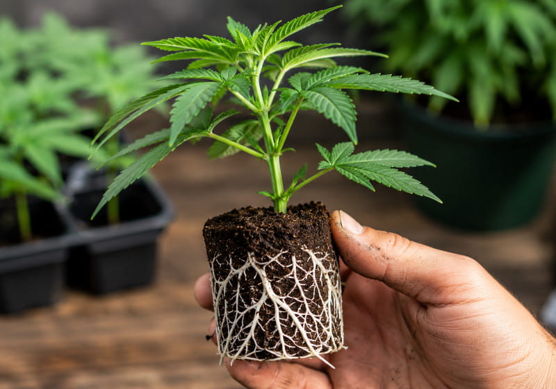 Bouture de cannabis correctement enracinée avec de jeunes racines visibles