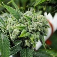 Biker Kush - par Karma Genetics - Canna Wiki