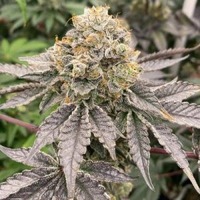 Biker 41 - la gamme Biker de Karma Genetics