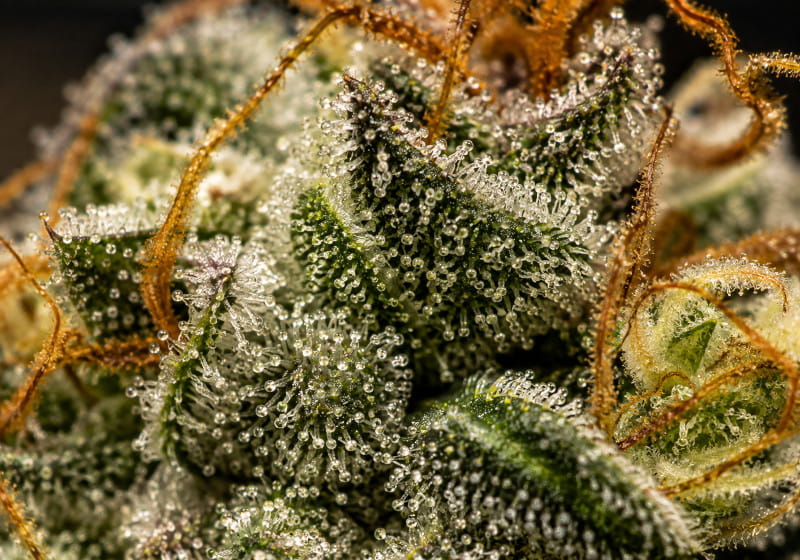 THCA Bildung in den Trichomen einer Cannabisblüte