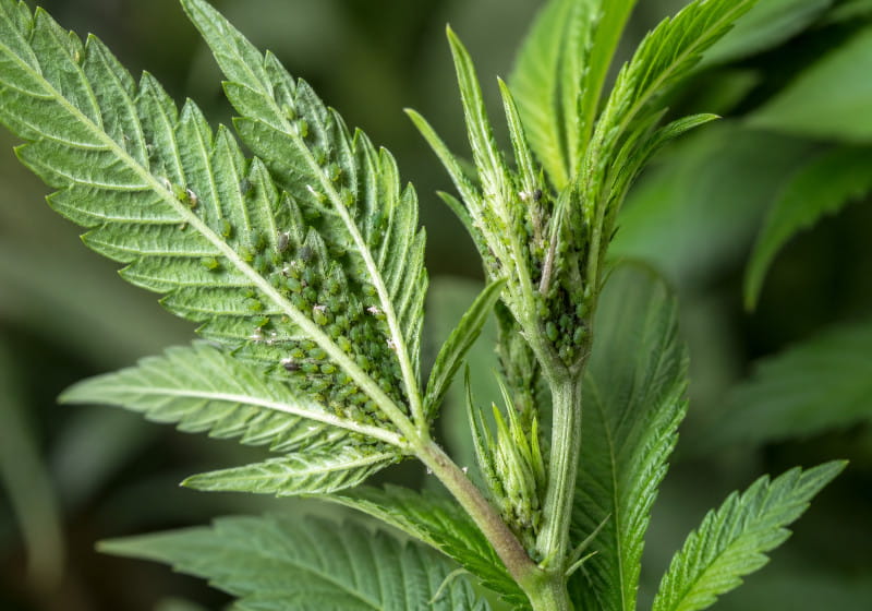 Aphids on cannabis on the underside of a leaf and a young shoot