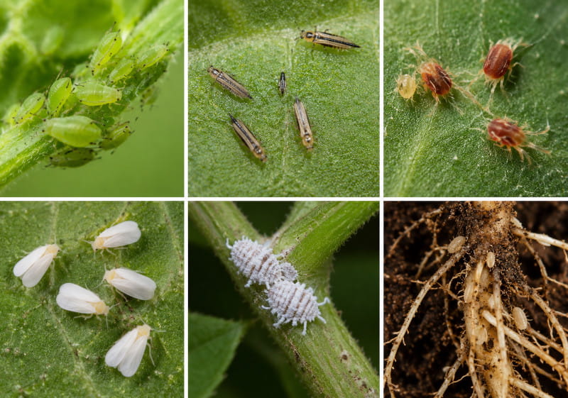 Comparison of aphids and other cannabis pests