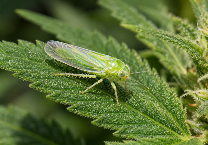 Cicadélido verde sobre una hoja de cannabis en una fotografía macro