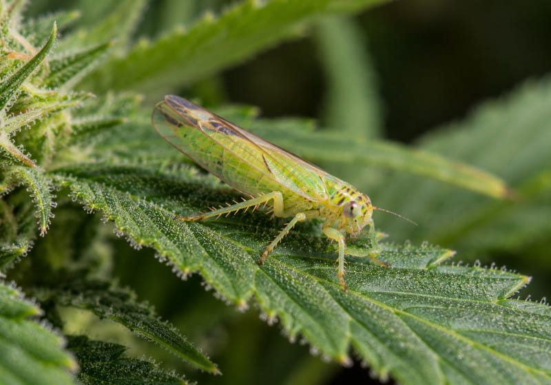 Fotografía macro de un cicadélido sobre una hoja de cannabis con alas y patas posteriores visibles