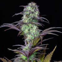 Blueberry Automatic Cannabis