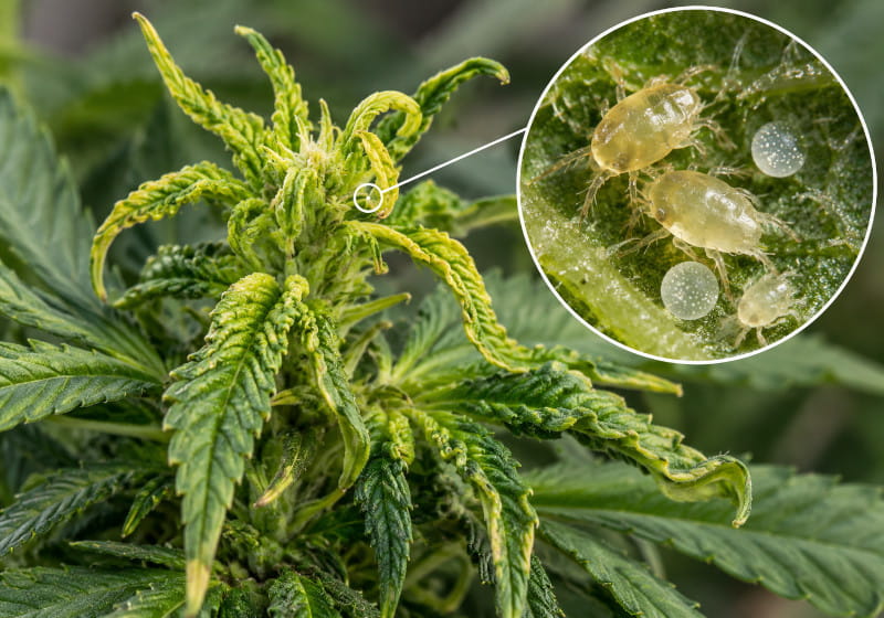 Tarsonèmes du cannabis : nouvelles pousses déformées comme symptôme possible