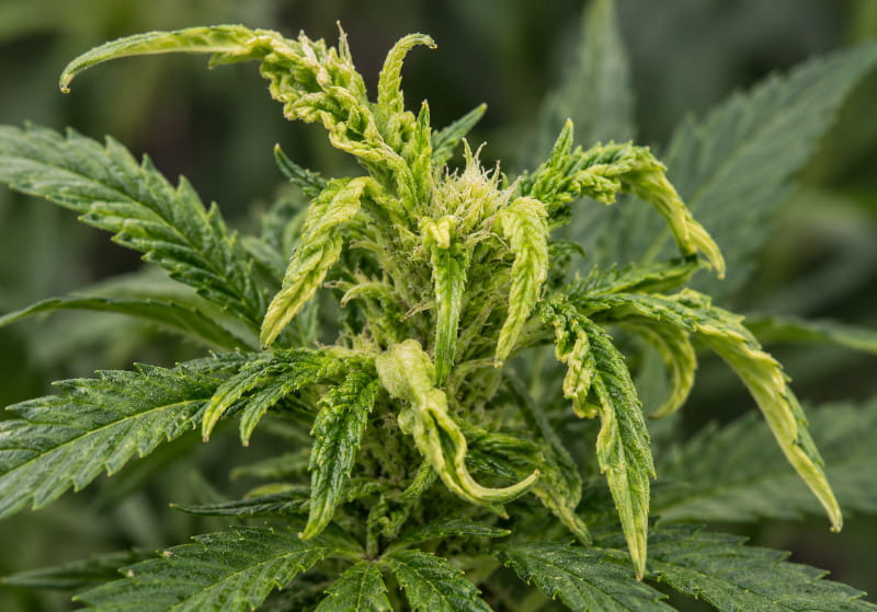 Jeunes pousses de cannabis déformées : symptôme possible d’une infestation de tarsonèmes