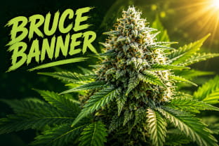 La historia de Bruce Banner