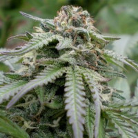 Bubba Kush Automatic - Auto Monkey Seeds