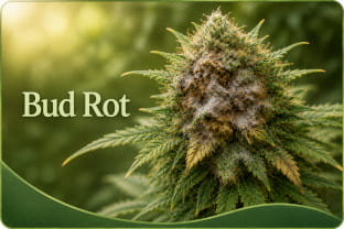 Bud Rot en el cannabis: cómo evitar la pudrición de las flores