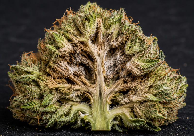 Coupe d’une fleur de cannabis dense avec un Bud Rot précoce à l’intérieur