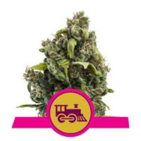 Candy Kush Express - RQS - Royal Queen Seeds