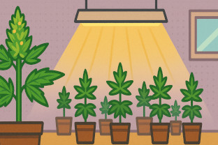 Cannabis im Freien anbauen – Leitfaden von Cannapot