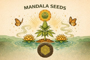 Mandala Seeds - eine Erklärung von Sorten