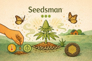 Seedsman - ein kleiner Überblick der Strains