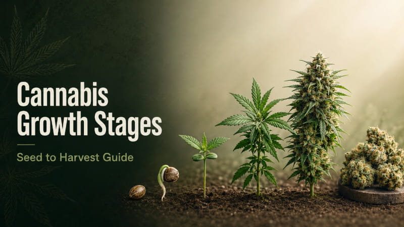 cannabis growth stages - Canna Wiki