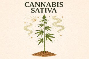 Die besten 10 Haze Sorten die man bei Cannapot finden kann