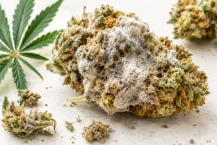 Cannabis Schimmel erkennen - Ursachen, Gefahren, Vorbeugung