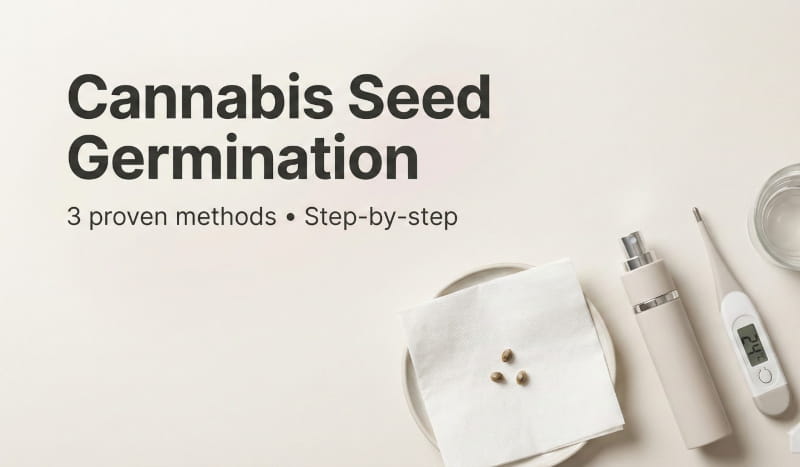 Faire germer des graines de cannabis : trois méthodes pour une germination optimale