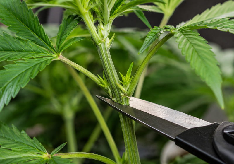 Couper correctement une bouture de cannabis juste sous un nœud
