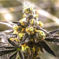 Cherry Pie – schnelle, nach Kirschen duftende Cannabissorte von ApeOrigin
