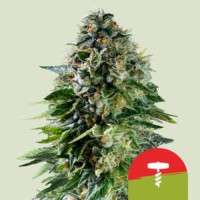 Corkssrew Automatic - Mike Tyson - RQS - Royal Queen Seeds