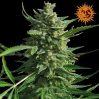 Critical Kush - Barneys Farm