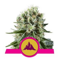 Critical Kush - Royal Queen Seeds - RQS