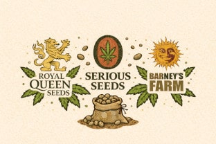 Gelato – top terpenes in the Cannapot Wiki