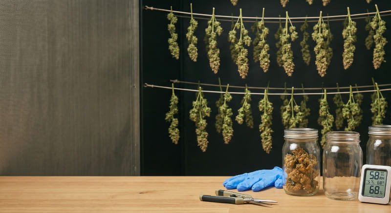 Trocknen, Ernten und Curing-Grundlagen