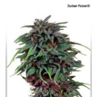 Durban Poison: la legendaria variedad mayoritariamente sativa de Dutch Passion, una auténtica joya