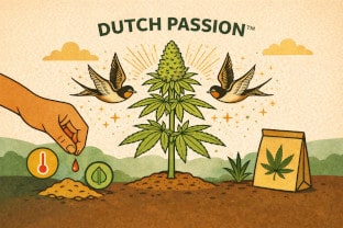 Dutch Passion - eine Erklärung der Firma aus Holland