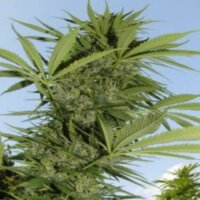 Easy Sativa – ein Champion in Sachen Ertrag – Anfang September erntereif
